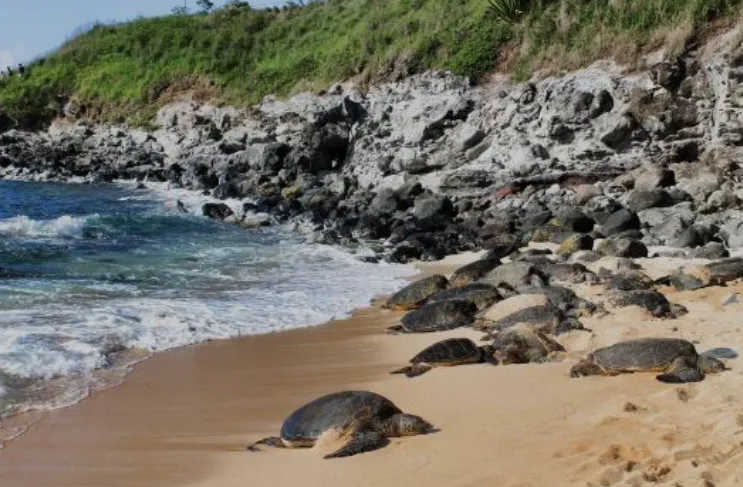 Waikiki Turtle Snorkel