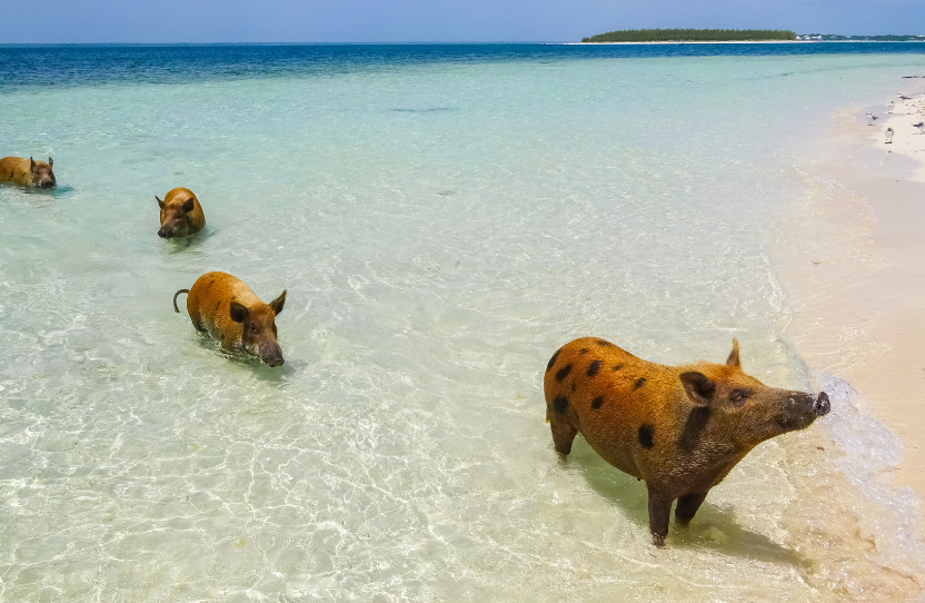 Bahamas Swim With Pigs