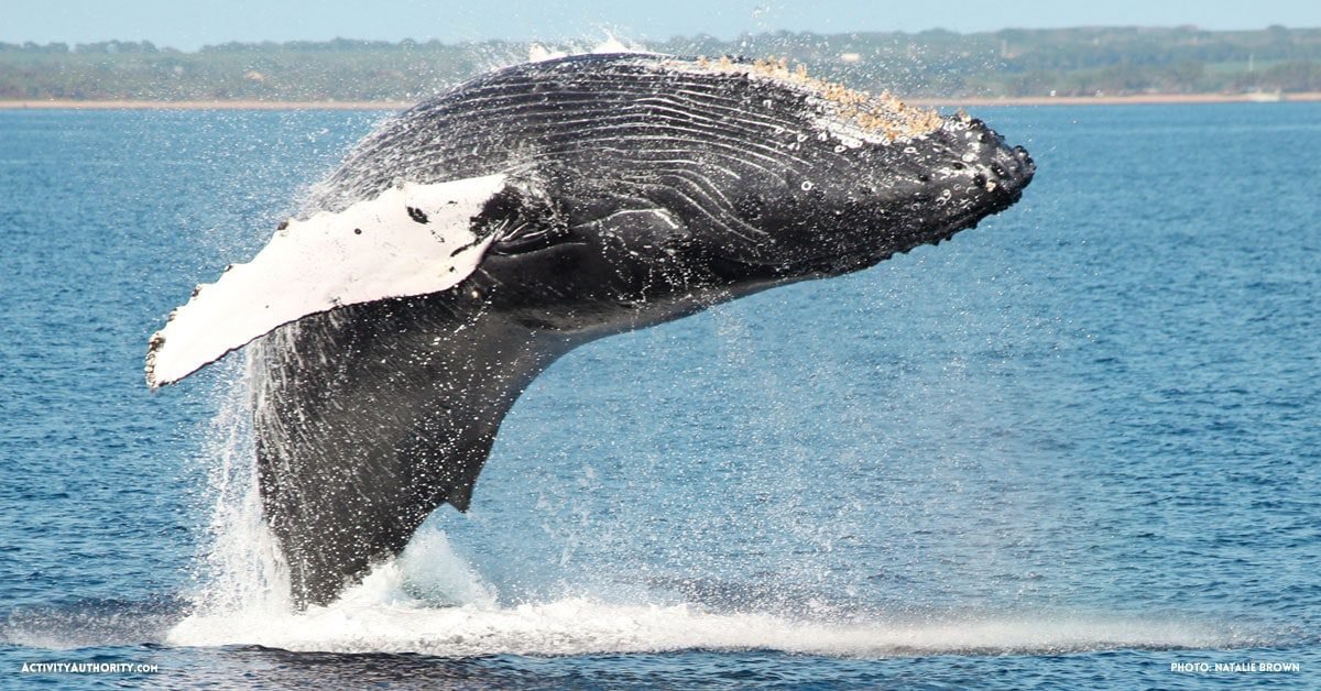 https://activityauthority.com/wp-content/uploads/2016/12/maui-whale-watching.jpg